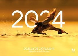 CALENDARI OCELLS DE CATALUNYA 2024. SOBRETAULA